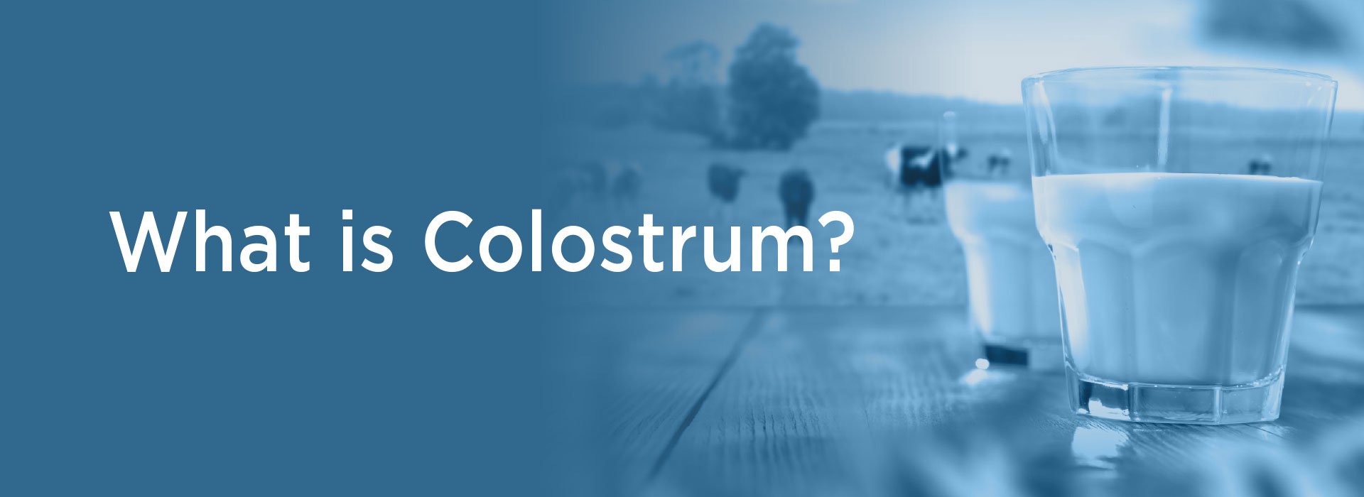 New Image International:What is Colostrum?